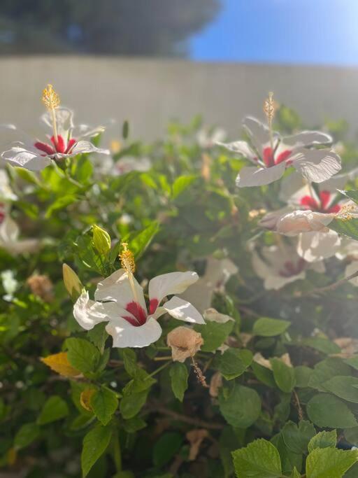 Apartamento Reihenhaus Mit Garten In Moravit Moraira Teulada Exterior foto